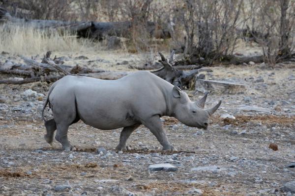 Etosha National Park: Rhino namibia etosha exploringafrica safariafv safari rominafacchi namib rino rhino namib rino rhino
