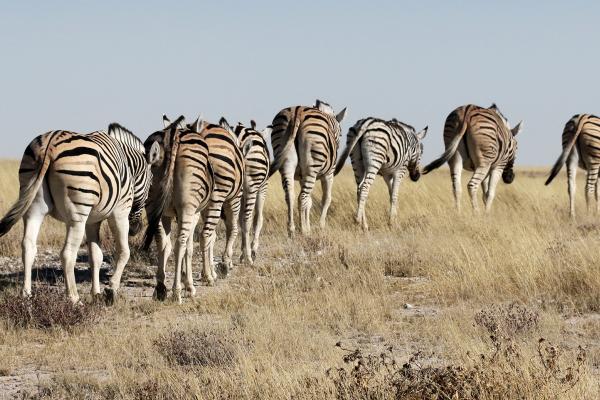 Etosha National Park: zebras namibia etosha safariadv exploringafrica rominafacchi zebras