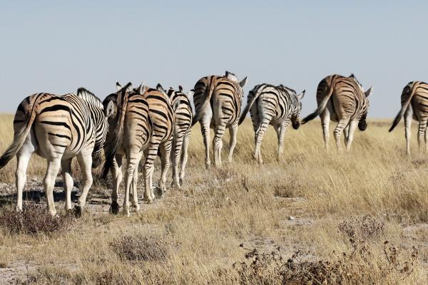 namibia etosha safariadv exploringafrica rominafacchi zebras