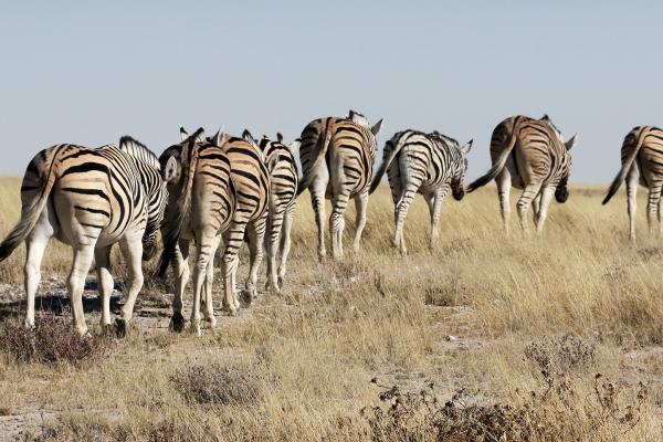 namibia etosha safariadv exploringafrica romina facchi zebras