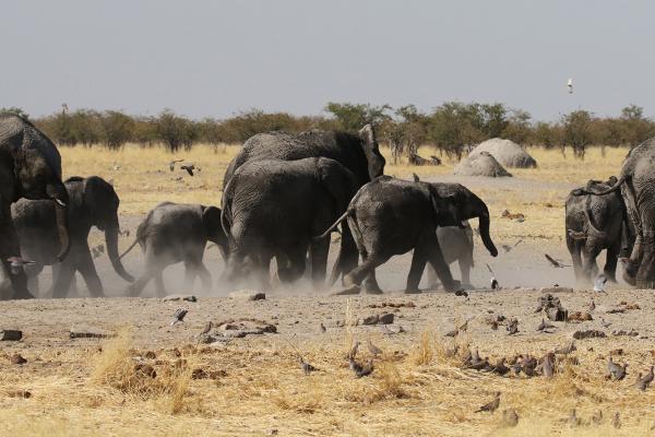 Etosha National Park: elephants namibia etosha safariadv exploringafrica romina facchi elephant