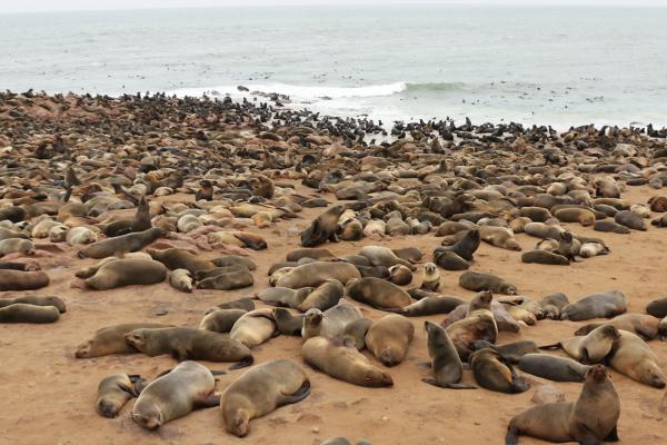 Cape cross: seals cape cross romina facchi exploringafrica safariadv namibia