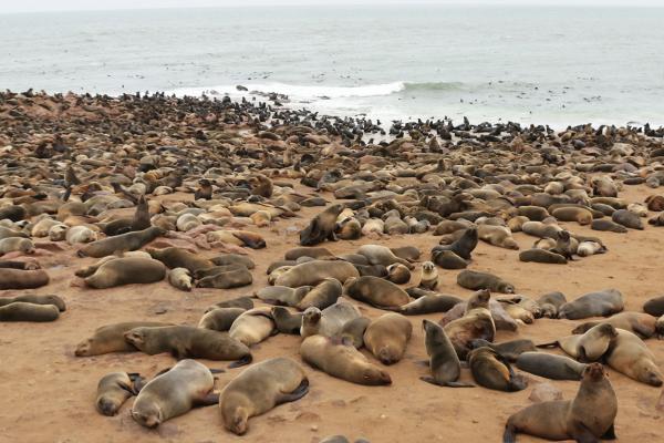 cape cross romina facchi exploringafrica safariadv namibia