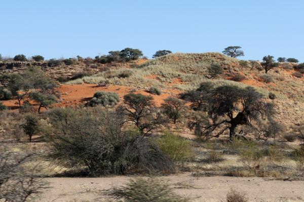Kalahari exploringafrica safaraiadv romina facchi namibia travel