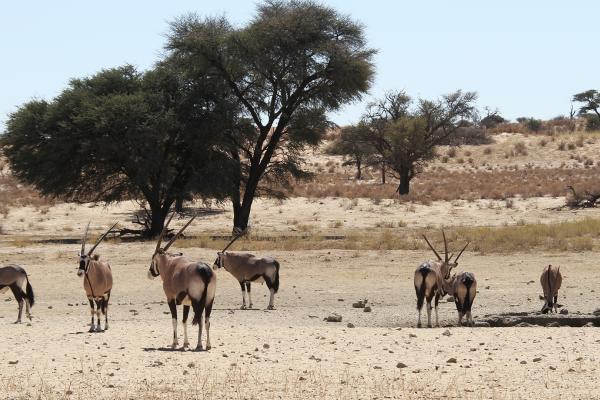 kgalagadi exploringafrica safariadv romina facchi namibia travel safari