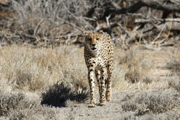 Kgalagadi: Cheetah kgalagadi namibia exploringafrica safariadv romina facchi travel safari