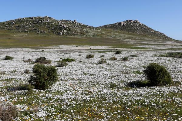 South Africa: West Coast National Park exploringafrica safariadv romina facchi southafrica travel west coast