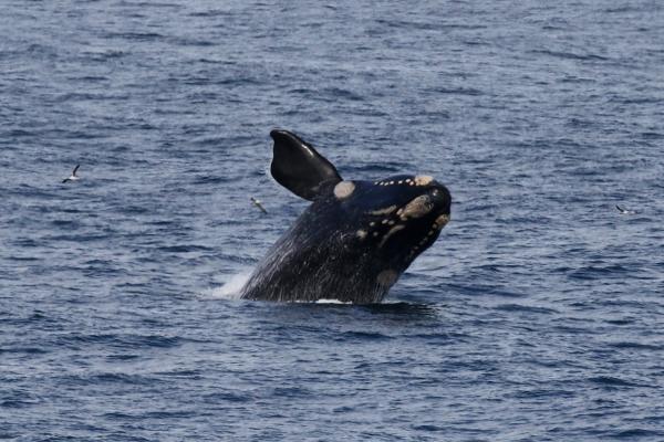 Hermanus: Whale watching hermanus southafrica whale exploringafrica safariadv romina facchi