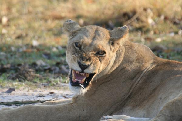 angry lion leonessa moremi game reserve delta okavango botswana angry lion leonessa moremi game reserve delta okavango botswana