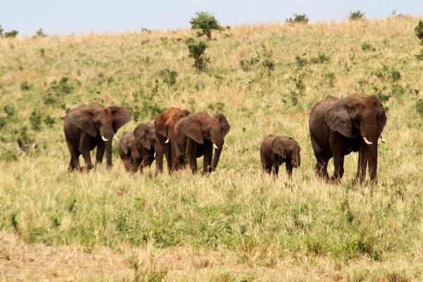 Elephants elefanti zimbabwe exploringafrica safariadv romina facchi