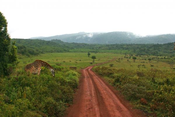 tanzania ngorongoro serengeti tarangire manyara exploringafrica safariadv romina facchi travel safariania ngorongoro serengeti tarangire manyara exploringafrica safariadv romina facchi travel safari