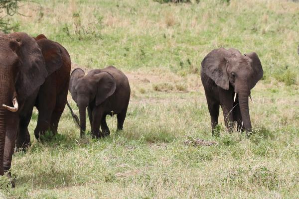 Tarangire National Park: elephants tanzania ngorongoro serengeti tarangire manyara exploringafrica safariadv romina facchi travel safariania ngorongoro serengeti tarangire manyara exploringafrica safariadv romina facchi travel safari