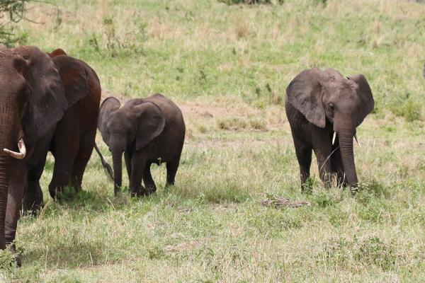 tanzania ngorongoro serengeti tarangire manyara exploringafrica safariadv romina facchi travel safariania ngorongoro serengeti tarangire manyara exploringafrica safariadv romina facchi travel safari