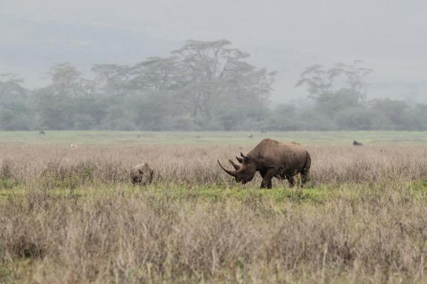 Ngorongoro Crater: Rhino tanzania ngorongoro serengeti tarangire manyara exploringafrica safariadv romina facchi travel safari