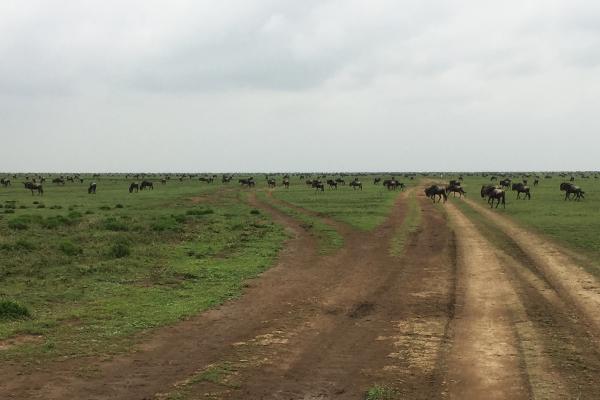 On the road to Ndutu tanzania ngorongoro serengeti tarangire manyara exploringafrica safariadv romina facchi travel safari