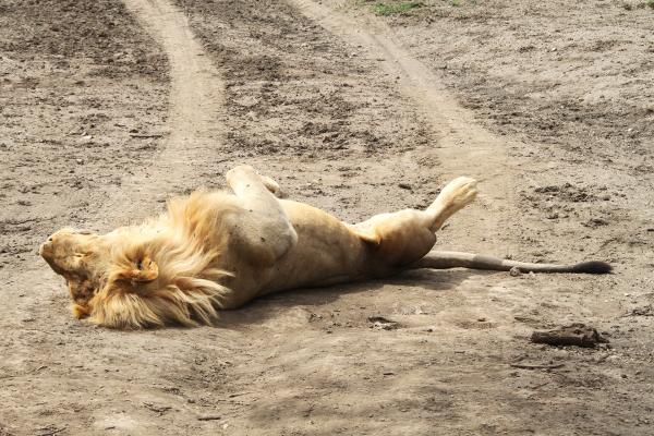 Serengeti National Park: Lion at Ndutu area tanzania ngorongoro serengeti tarangire manyara exploringafrica safariadv romina facchi travel safari