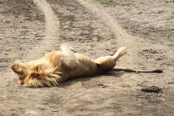 tanzania ngorongoro serengeti tarangire manyara exploringafrica safariadv romina facchi travel safari