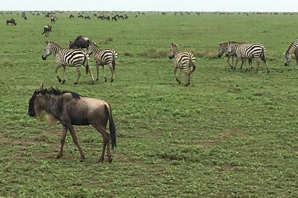 Serengeti National Park: The Great Migration at Ndutu area tanzania ngorongoro serengeti tarangire manyara exploringafrica safariadv romina facchi travel safari