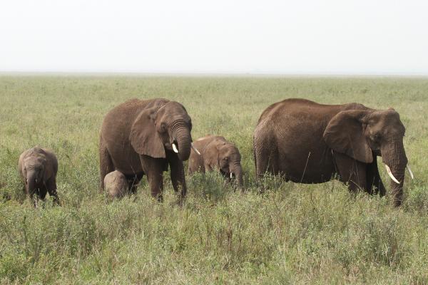 Serengeti National Park: Elephants at Seronera area tanzania ngorongoro serengeti tarangire manyara exploringafrica safariadv romina facchi travel safari