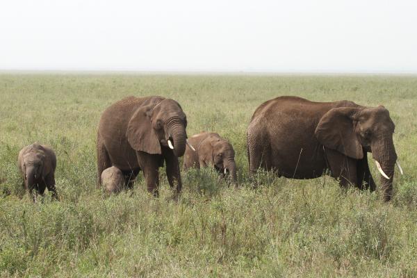 tanzania ngorongoro serengeti tarangire manyara exploringafrica safariadv romina facchi travel safari