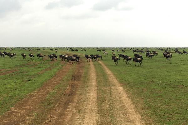 The Great Migration tanzania ngorongoro serengeti tarangire manyara exploringafrica safariadv romina facchi travel safari