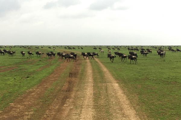 tanzania ngorongoro serengeti tarangire manyara exploringafrica safariadv romina facchi travel safari