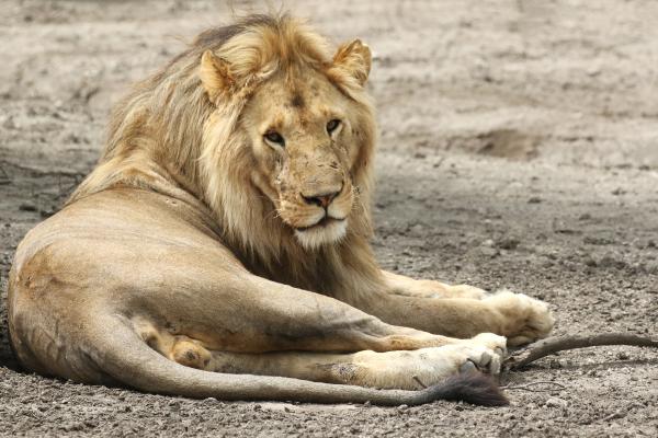 Lion exploringafrica safriadv romina facchi travel lion safari