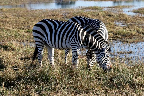 Botswana: Zebras botswana safari leopard moremi africa africa safariadv exploringafrica romina facchi travel viaggi