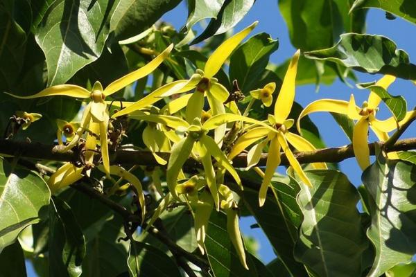 YLANG YLANG