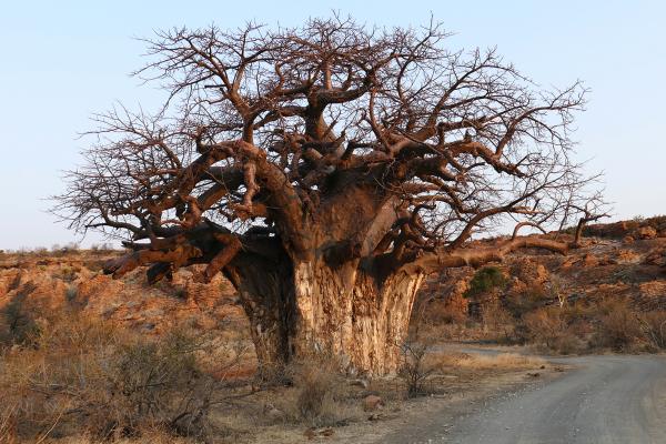 Mapungubwe National Park: Baobab south africa sudafrica exploringafrica safariadv kruger lion safari travel