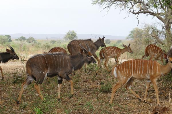 Kruger National Park: Nyala south africa sudafrica exploringafrica safariadv kruger nyala safari travel