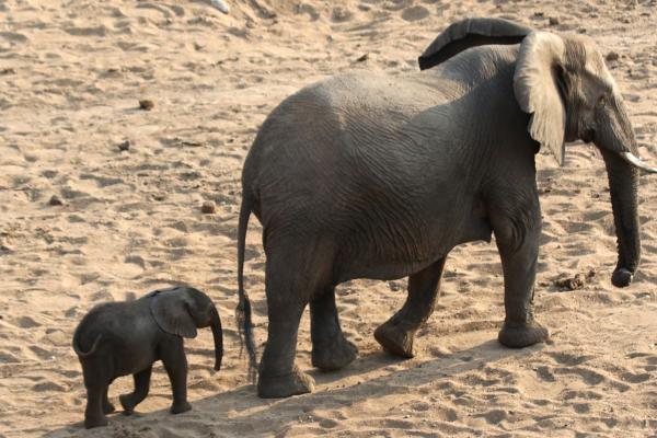 south africa sudafrica exploringafrica safariadv kruger elephant safari travel