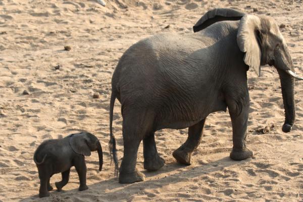 Kruger National Park: Elephants south africa sudafrica exploringafrica safariadv kruger elephant safari travel