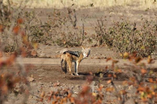 Kruger National Park: Jackal south africa sudafrica exploringafrica safariadv kruger jackal safari travel