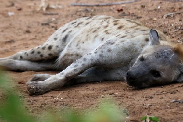 Kruger National Park: Hyena south africa sudafrica exploringafrica safariadv kruger hyena safari travel