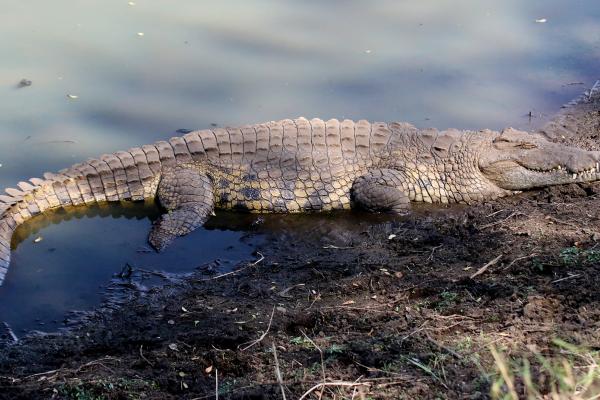 Kruger National Park: Nile Crocodile south africa sudafrica exploringafrica safariadv kruger lion safari travel
