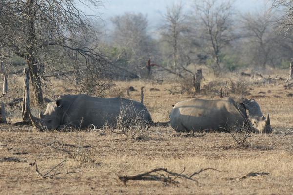 Kruger National Park: Rhinos south africa sudafrica exploringafrica safariadv kruger rhino safari travel