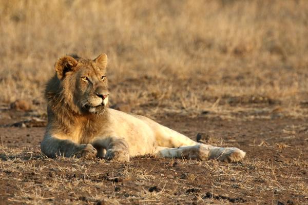 Kruger National Park: Lion south africa sudafrica exploringafrica safariadv kruger lion safari travel