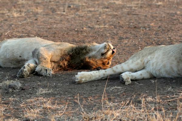 Kruger National Park: Lions south africa sudafrica exploringafrica safariadv kruger lion safari travel