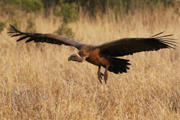 Kruger National Park: Vulture south africa sudafrica exploringafrica safariadv kruger vulture safari travel