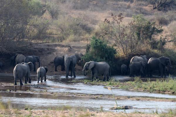 Kruger National Park: Elephants south africa sudafrica exploringafrica safariadv kruger vulture safari travel