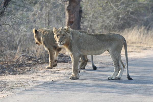 Kruger National Park: Lions south africa sudafrica exploringafrica safariadv kruger lion safari travel