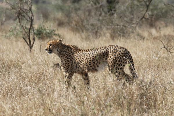 Kruger National Park: Cheetah south africa sudafrica exploringafrica safariadv kruger cheetah safari travel