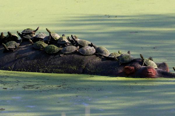 Kruger National Park: Hippo south africa sudafrica exploringafrica safariadv kruger hippo safari travel