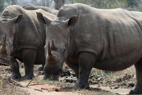 Hlane Royal National Park swaziland exploringafrica safariadv romina facchi travel safari africa