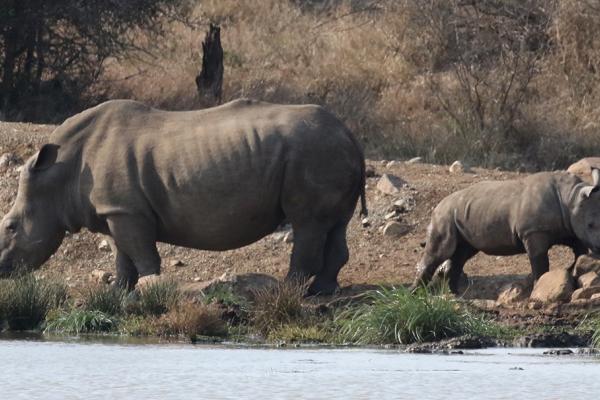 Hlane Royal National Park: Rhinos swziland exploringafrica safariadv romina facchi travel safari africa