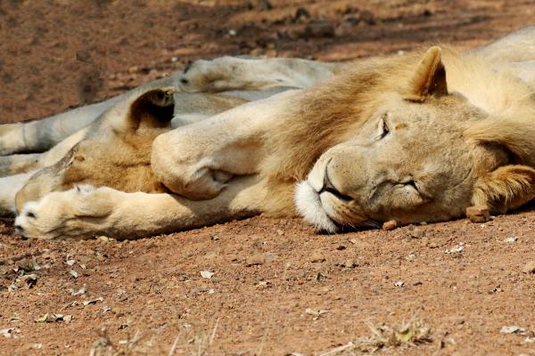 Hlane Royal National Park: Lions swaziland exploringafrica safariadv romina facchi travel safari africa