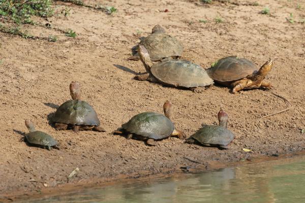 uMkhuze Game Reserve south africa sudafrica exploringafrica safariadv isimangaliso safari travelravel