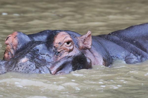 iSimangaliso Wetland Park: hippo south africa sudafrica exploringafrica safariadv isimangaliso safari travel