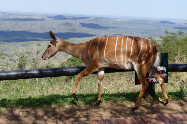 Hluhluwe-iMfolozi: nyala south africa sudafrica exploringafrica safariadv Hluhluwe-iMfolozi safari travel